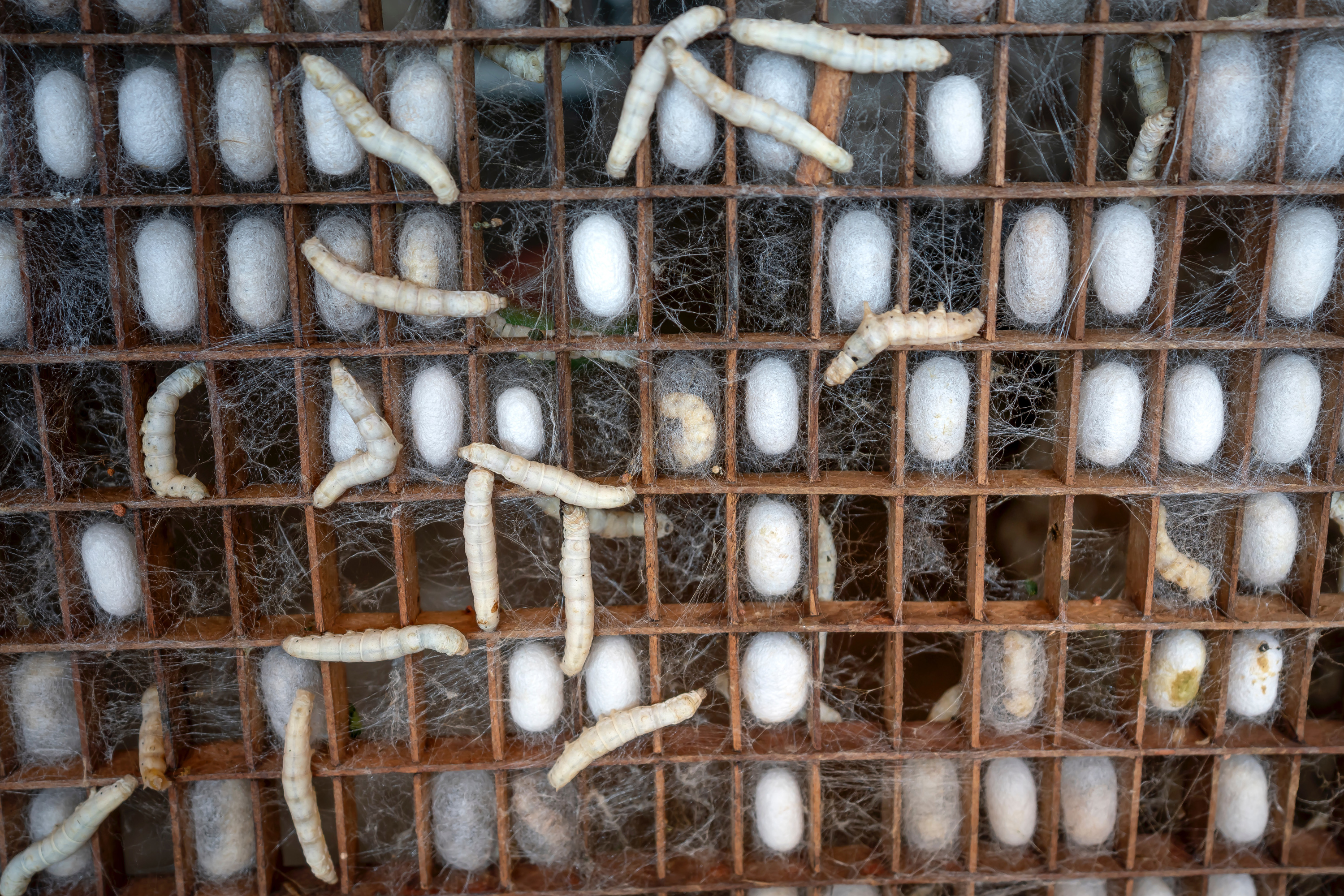 VegNews.Silkworms