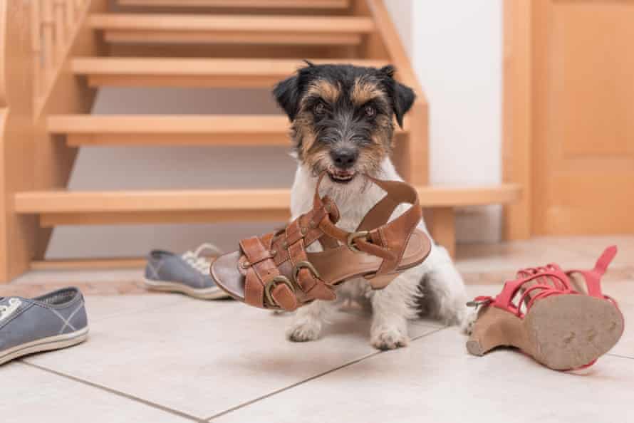 A Jack Russell Terrier puppy holds a brown sandal in its mouth. 