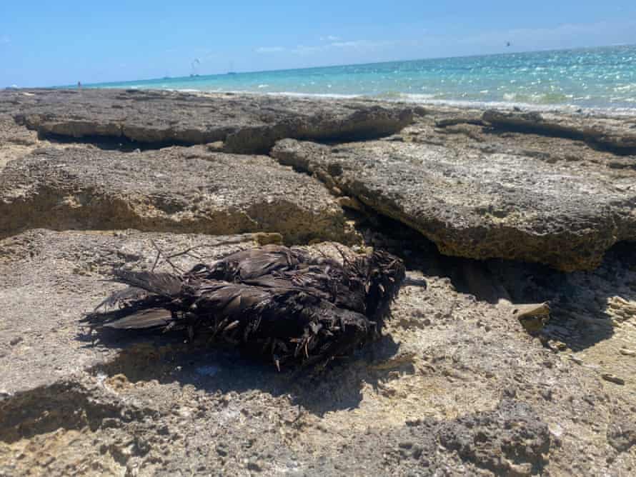A tern covered in seed pods on the beach at Lady Musgrave Island.