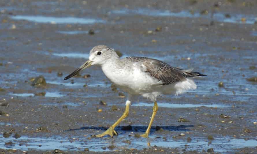 Nordmann’s greenshank, a white, grey and brown shorebird with a long beak and long yellow legs is walking across a mudflat