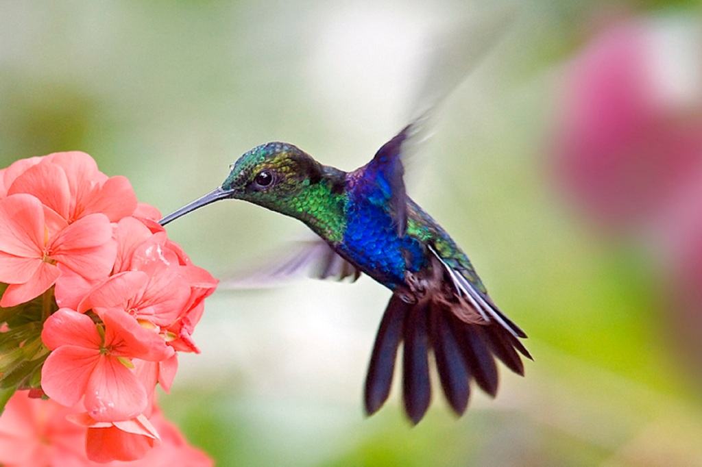 A hummingbird imbibing at a flower.