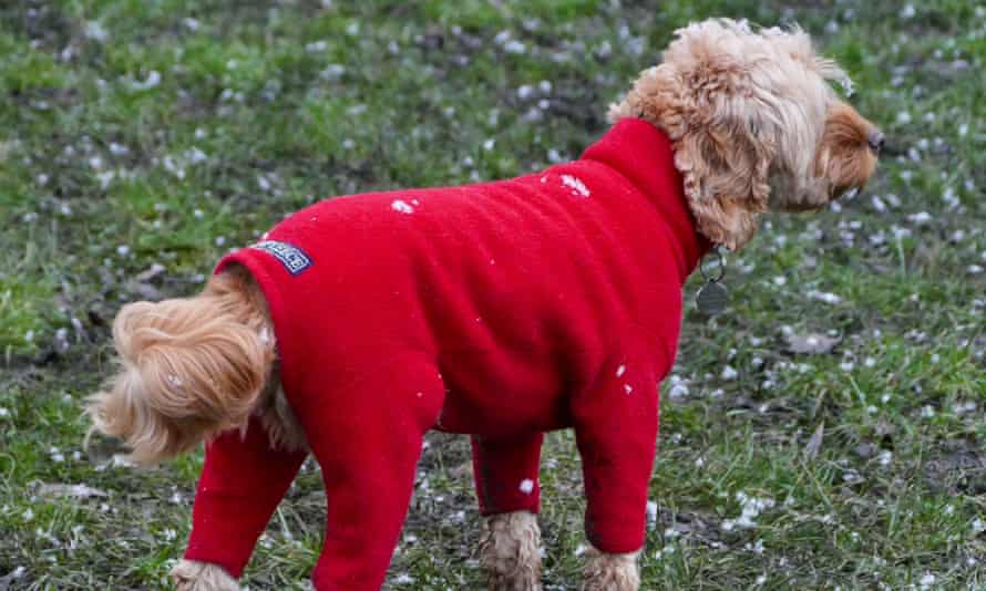 Dressing your dog in seasonal clothing might be tempting, but it could be better to use blankets and bedding on a cold day to let dogs choose for themselves.