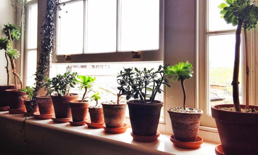 Position indoor plants to maximise their light exposure by turning them to face north.