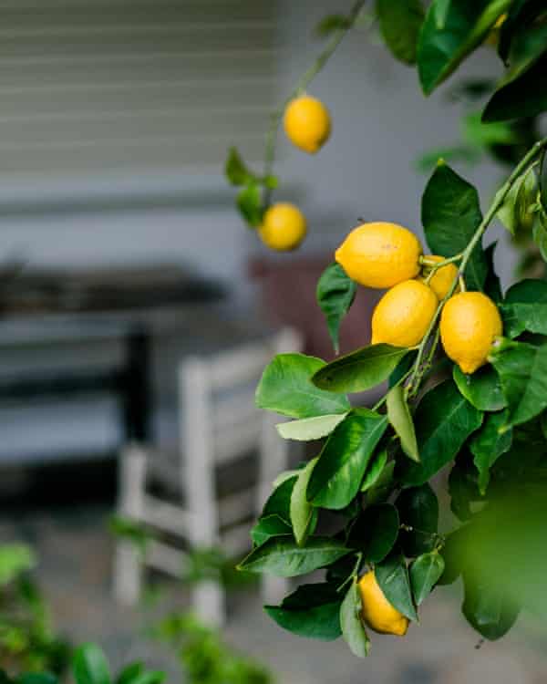 Lemons trees fare particularly poorly in strong wind, so make sure you cover them with a shade cloth to protect their leaves.
