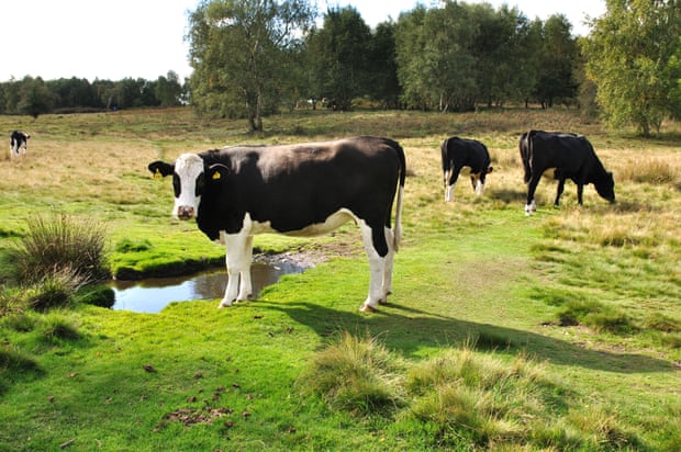 Cattle in Sutton Park