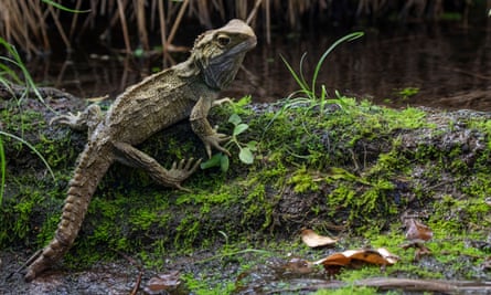 A dinosaur-era Tuatara lizard standing on moss-covered green ground.