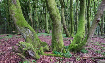 beech trunks in green moss