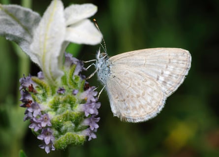 A white butterfly on a lavender flower