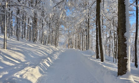 A beautiful path in the Bavarian forest.