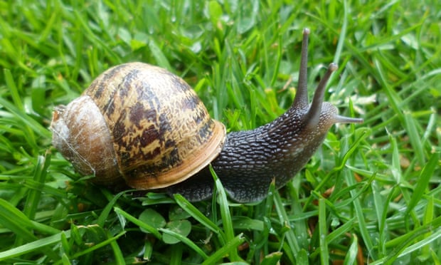 Common garden snail