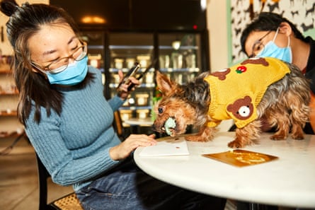 Taylor Tsai and Mona Tian with their dog Jojo, who was celebrating her birthday. Jojo, a small yorkie in a yellow sweater with a brown bear and strawberry print, is on top of a marble table, wolfing down a pastry. 