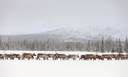 Reindeer on the move in the far north of Sweden.