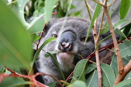 A koala in a tree eating leaves