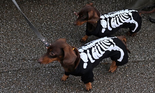 Goth dogs