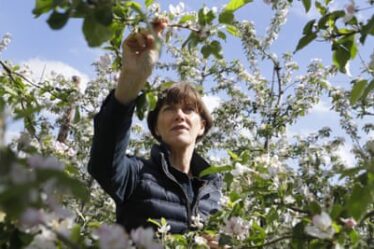 Ali Capper inspects the blossom on her apple trees at Stocks Farm in Suckley, Worcestershire