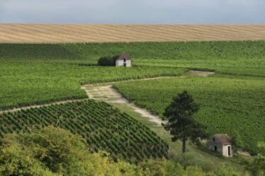 Vineyards and farmhouses, Chablis, Bourgogne-Franche-Comte, France.