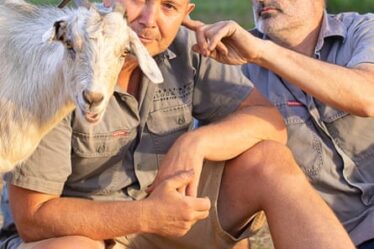 Jeff touches Todd’s ear as a goat stands beside them