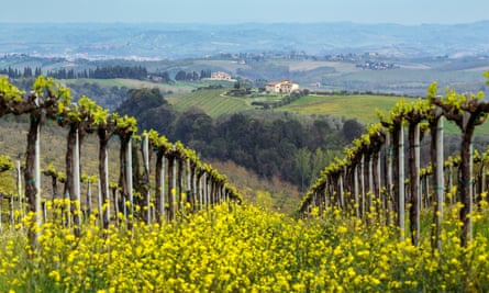 Tuscany in the springtime … a vineyard nestled in the region’s famous rolling hills.