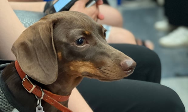 Willow, the official dog of the Guardian's Thursday quiz