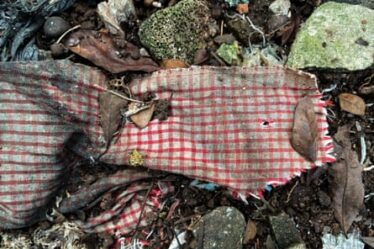 A piece of white and pink checked cloth decomposing in the ground.