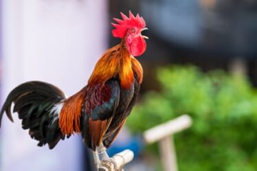 Close-Up Of Rooster, photo taken in Nakhon Pathom, Thailand