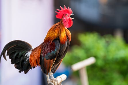 Close-Up Of Rooster, photo taken in Nakhon Pathom, Thailand