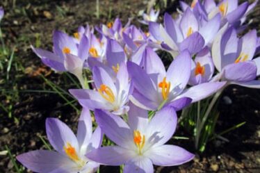 Purple Crocus sativus Iridaceae