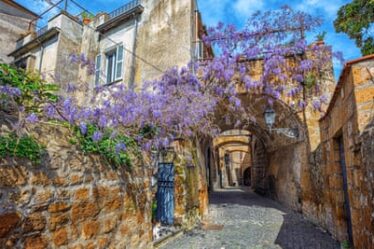 Purple patch: wisteria in bloom in historical old town of Orvieto.
