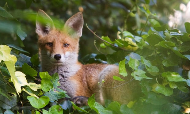 An urban fox in a back garden in Walthamstow, north London