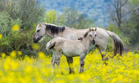 Horses in the Coa valley.