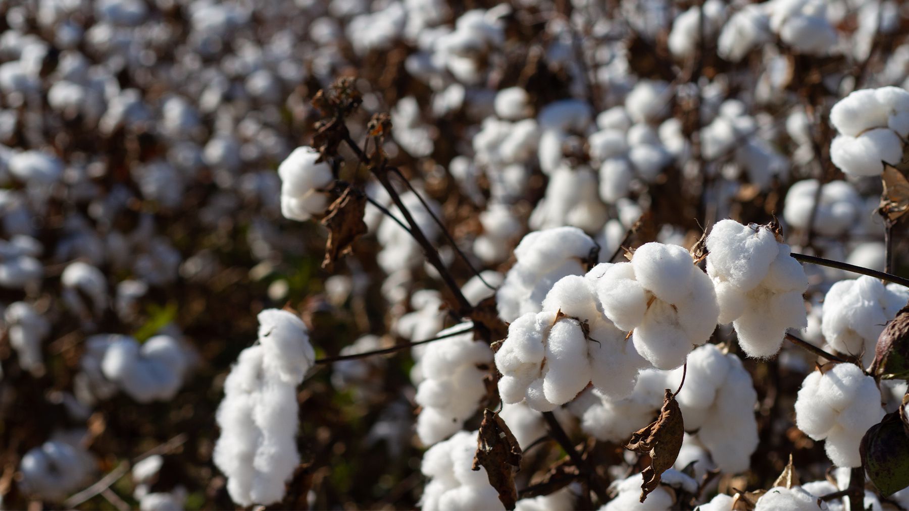 Armani Tests Sustainable Cotton Production in Italy