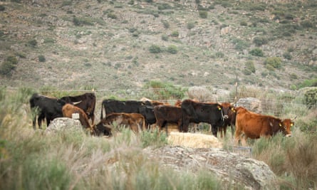 Tauros cattle explore their new home.