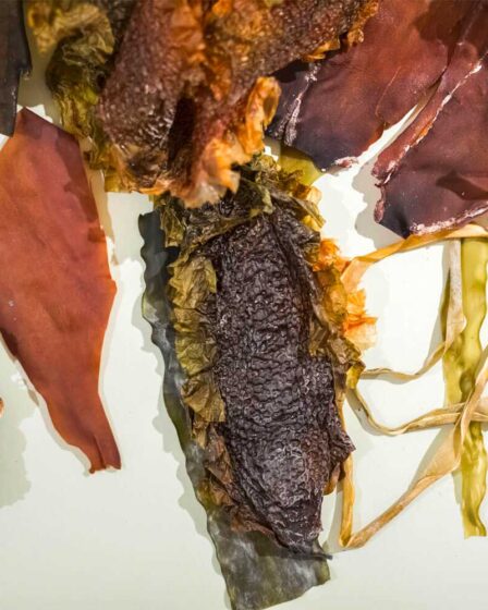 Different types of kelp seaweed