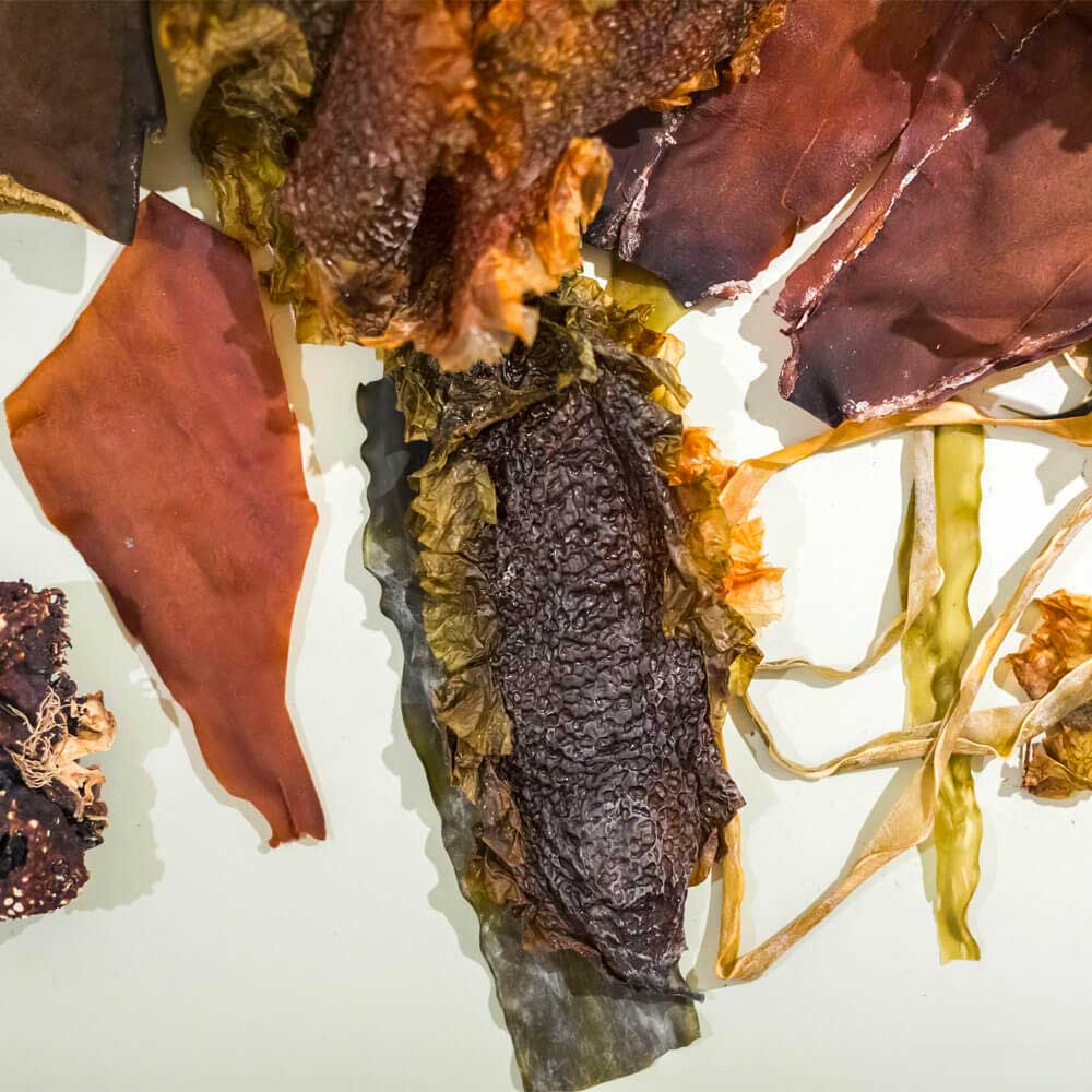Different types of kelp seaweed