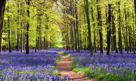 Spring Bluebells and beech trees in Dockey Wood, Ashridge Estate, Herts