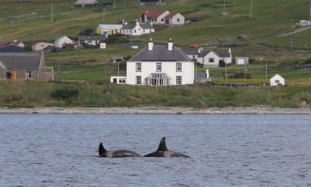 Orcas in Mousa Sound, Shetland.