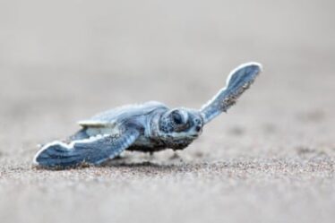 A hatchling green sea turtle, Costa Rica.