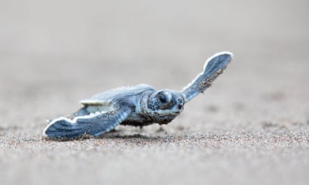 A hatchling green sea turtle, Costa Rica.