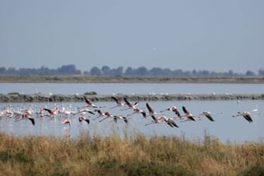 Flamingos in the Narta lagoon north of Vlora.