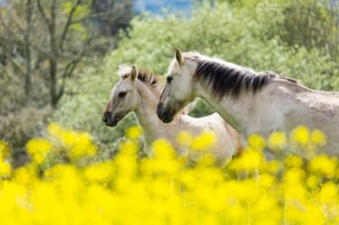 Sorraia Horses in a field