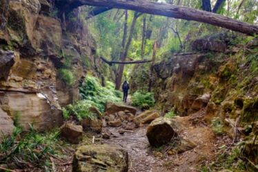 Hiker walking through cutting on the disused tramway on Box Vale walking track Mittagong, Australia