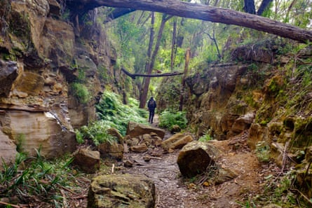 Hiker walking through cutting on the disused tramway on Box Vale walking track Mittagong, Australia