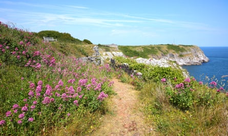 Wildflowers along the cliffs at Berry Head