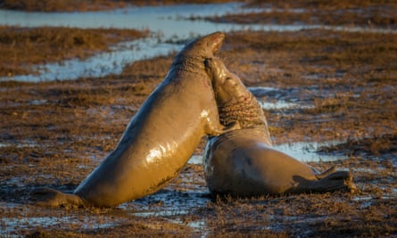Bull seals wrestle at Donna Nook nature reserve.