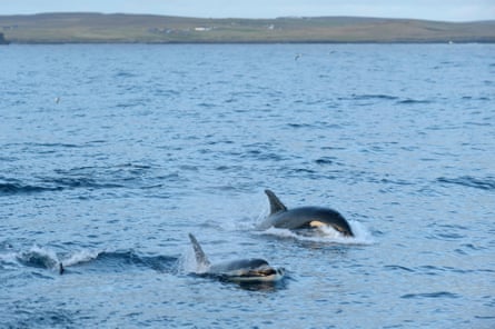 Orcas following a trawler off the Shetland Isles, Scotland.