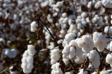 Sustainable Cotton Group Boosts Tracking for Top Retailers