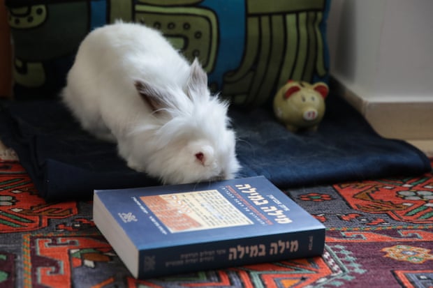 A pet rabbit nosing a book with Hebrew writing on the cover