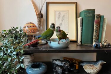 Two parrots on a display cabinet