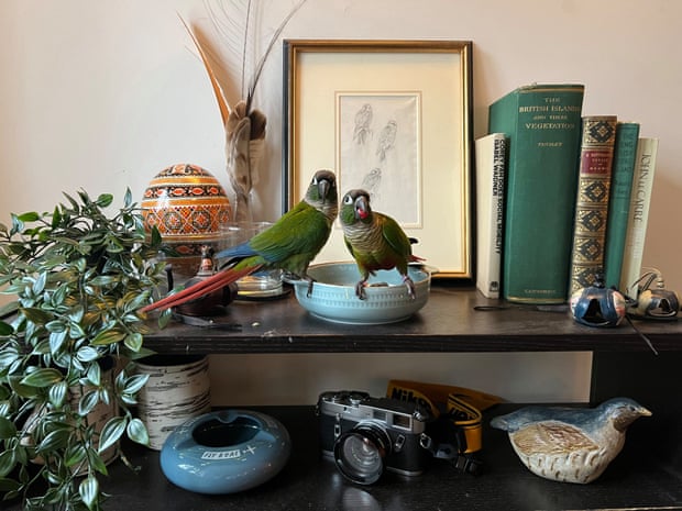 Two parrots on a display cabinet