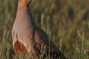 Grey Partridge holding territory at Cley Marshes NWT2BGJ4ET Grey Partridge holding territory at Cley Marshes NWT